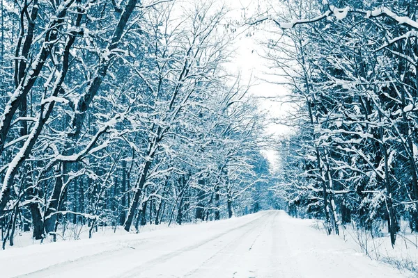 Route enneigée en forêt hivernale — Photo