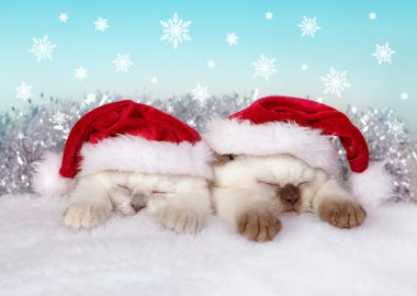 Uyuyan küçük kediler Noel Baba'nın giydiği şapka