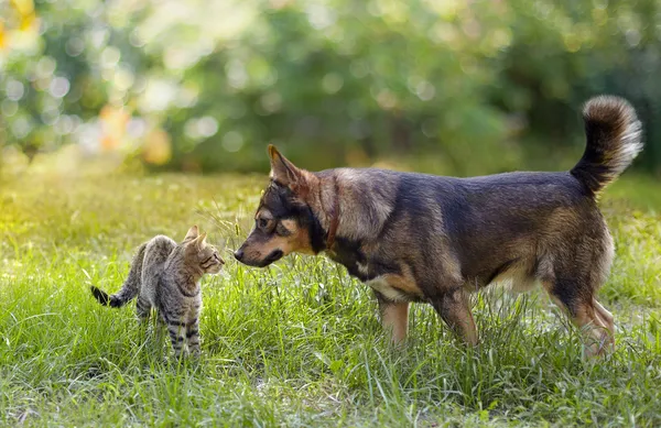 犬と猫の互いをスニッフィング — ストック写真