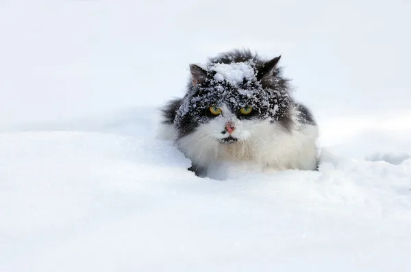 Covered with snow cat — Stock Photo, Image