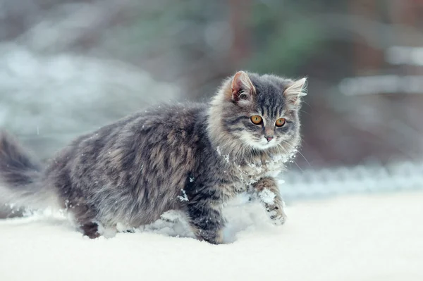 Cute kitten walking in the snow — Stock Photo, Image