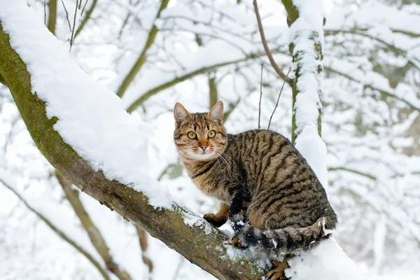 Cat sitting on the snowy tree — Stock Photo, Image