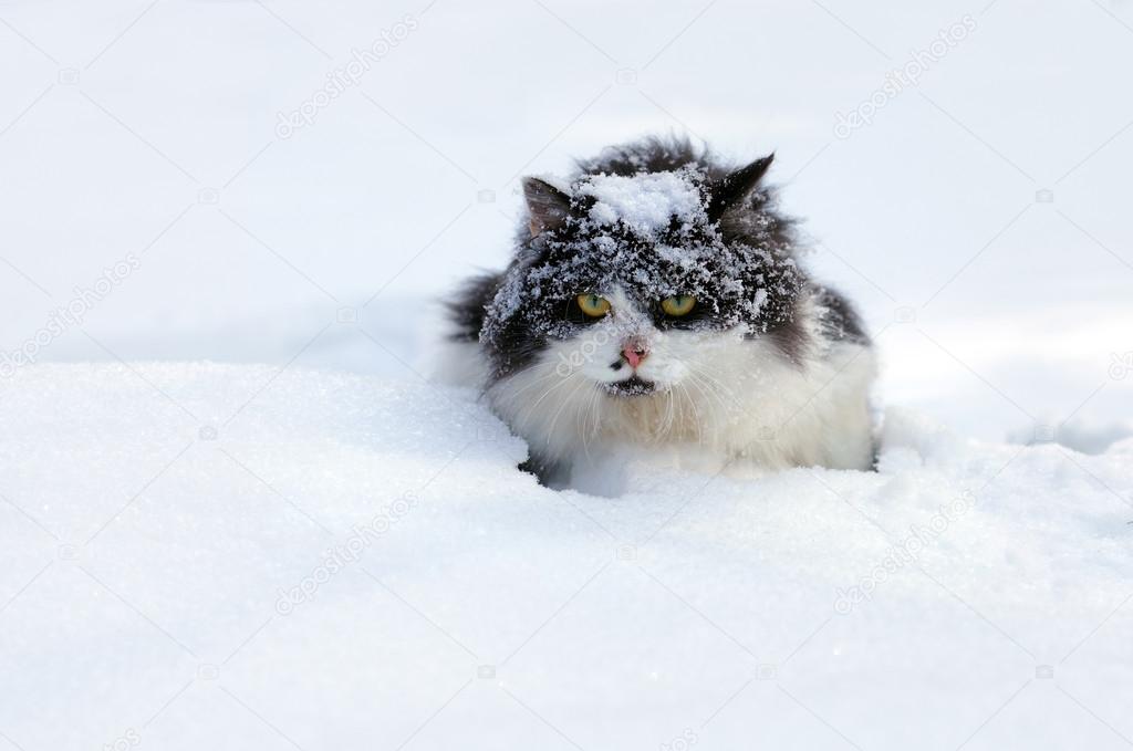 Covered with snow cat
