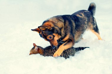 Karda oynayan kedi ve köpek