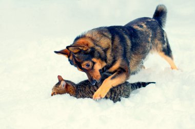 Dog and cat playing in the snow clipart