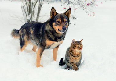 Karda oynayan kedi ve köpek