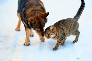 Karda oynayan büyük köpek ve kedi