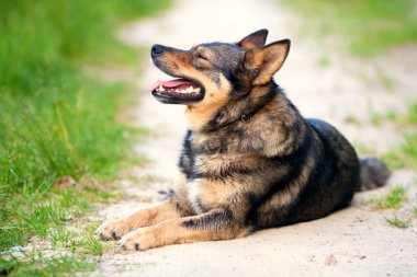Köpek dışarıda biraz dinlensin.
