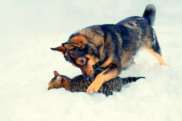 Chien et chat jouant dans la neige — Photo