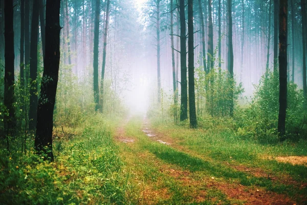 Прекрасный туманный лес с волшебным светом ранним утром — стоковое фото