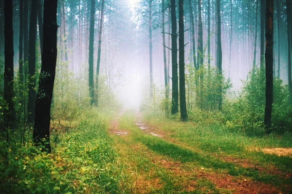 Floresta nebulosa bonita com luz mágica no início da manhã — Fotografia de Stock