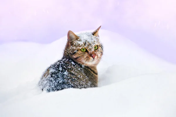 Gato cubierto de nieve, sentado en la deriva de nieve — Foto de Stock