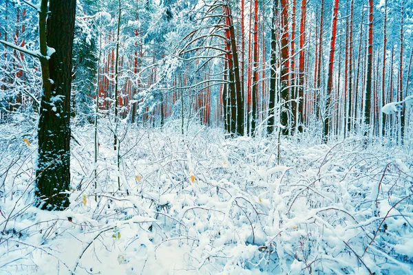 Сніговий сосновий ліс взимку — стокове фото