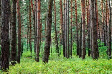 yaz yağmur sonra çam ormanı