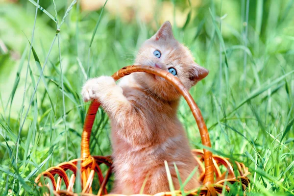 Niedliche Kätzchen spielen im Korb — Stockfoto