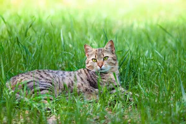 Katt liggande i gräs — Stockfoto