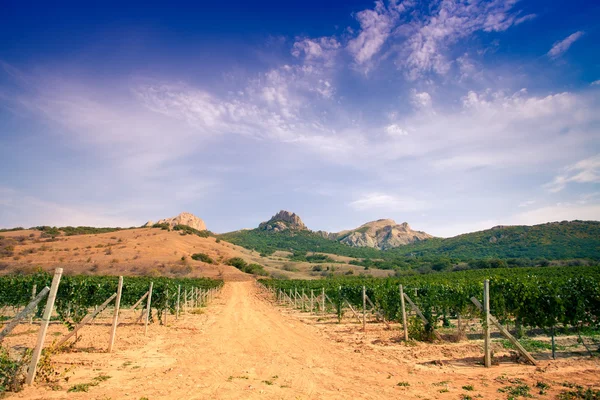 Een vallei van de wijngaard. onverharde weg — Stockfoto