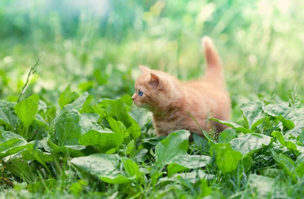 Zitieren kleine Kätzchen, die auf dem Wegerich laufen — Stockfoto