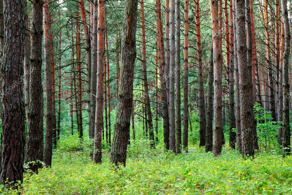 Pine forest after summer rain — Stock Photo © vvvita 38836547