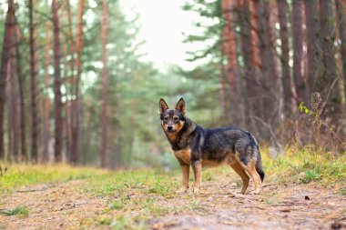 sonbahar ormanın yürüyüş köpek. Kameraya bakarak