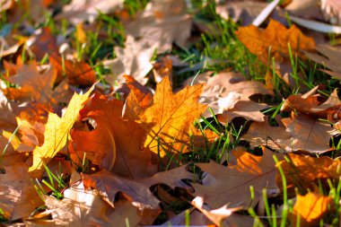 Autumn leaves background clipart