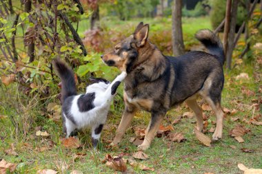 kedi ve köpek kavga
