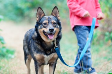 yolda köpek ile küçük kız