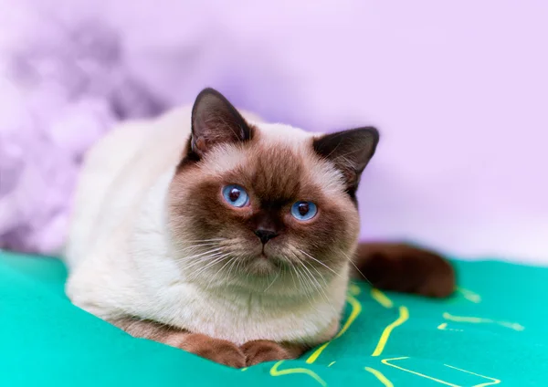 Cat lying on a green mat — Stock Photo, Image