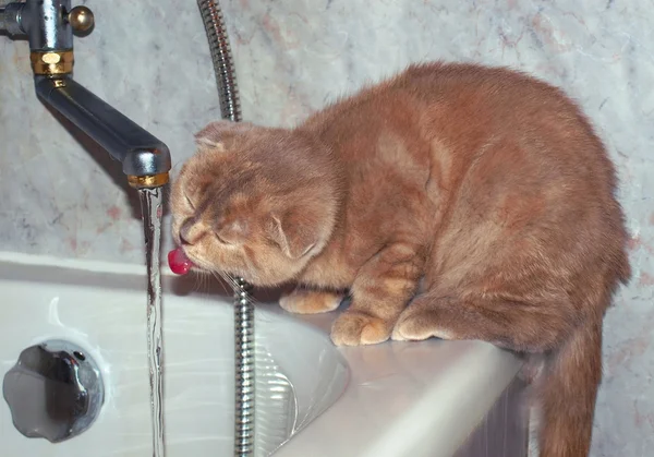 Katze trinkt Wasser aus der Leitung — Stockfoto