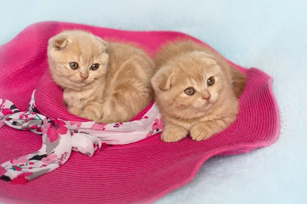 Dos gatitos tumbados en el sombrero rosa — Foto de Stock