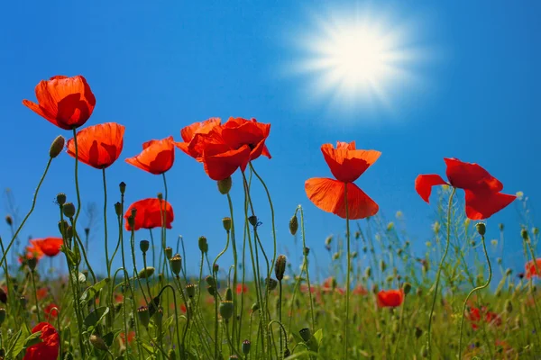 Poppy flowers against the sky with sun — Stock Photo, Image