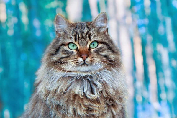 Portret de pisică drăguță așezat pe fundal forestier — Fotografie, imagine de stoc
