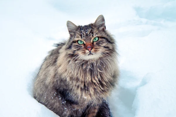 Кота, сидящего в снегу — стоковое фото