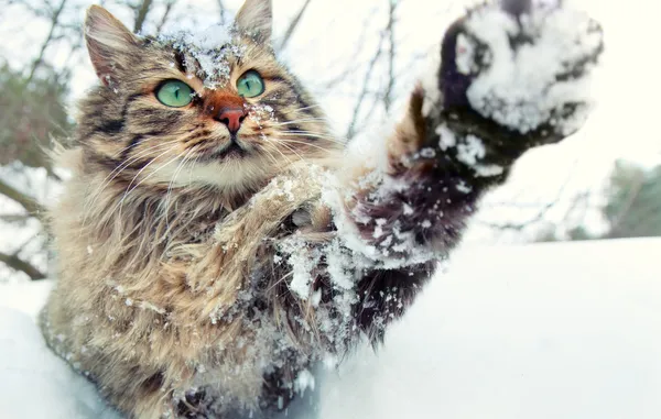 Katze spielt mit Schnee — Stockfoto