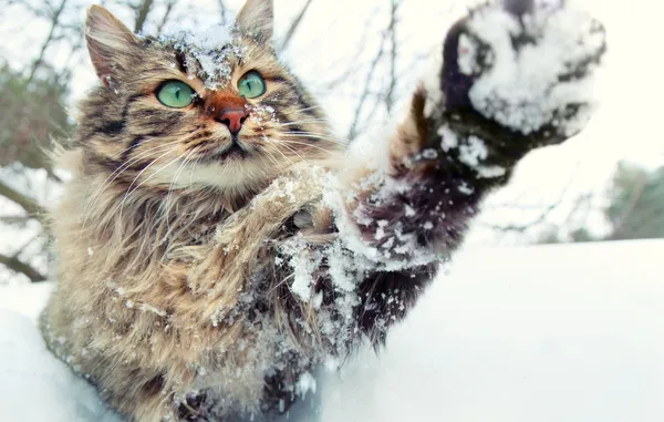 雪で遊ぶねこ — ストック写真