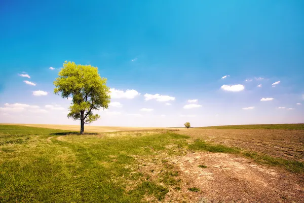 Albero solitario nel campo incolto — Foto Stock