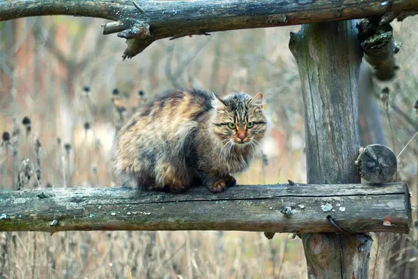 Katze sitzt auf einem Zaun — Stockfoto
