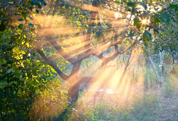 Raios de sol no jardim — Fotografia de Stock