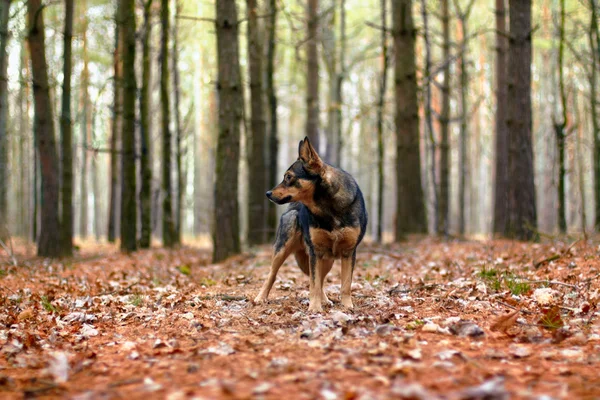 Dog walking in the autumn forest — Stock Photo, Image