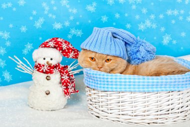 Mavi örgü şapka kedi