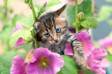 mallow de küçük kedi