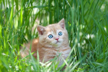 Çimenlerde oturan sevimli kedi yavrusu.
