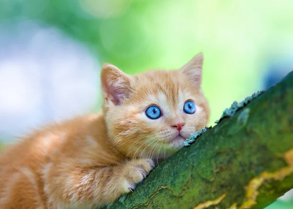 Kotek na drzewie — Zdjęcie stockowe