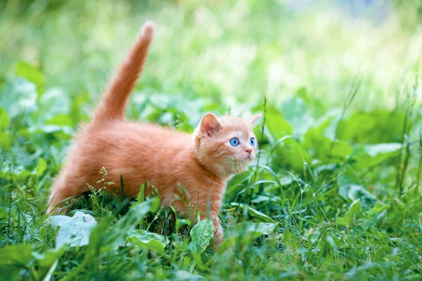 Adorable gatito caminando al aire libre —  Fotos de Stock