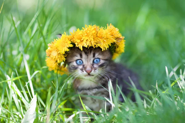 Cute little kitten crowned with a chaplet of dandelion walking on the grass — Stock Photo, Image