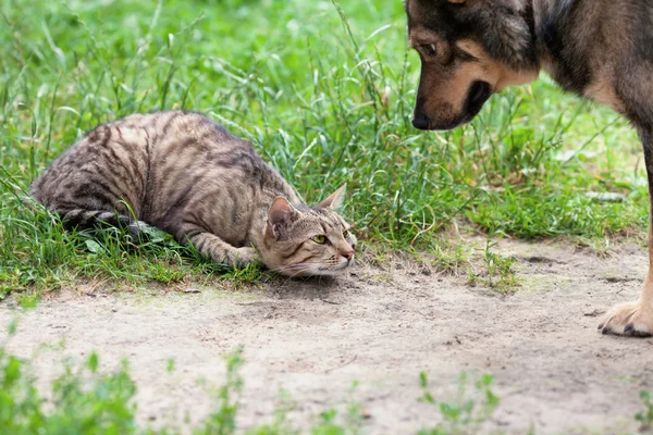 Σκύλος και γάτα παίζει στο γρασίδι — Φωτογραφία Αρχείου