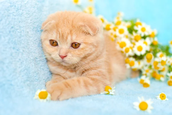 Pequeno gato deitado perto de camomila — Fotografia de Stock