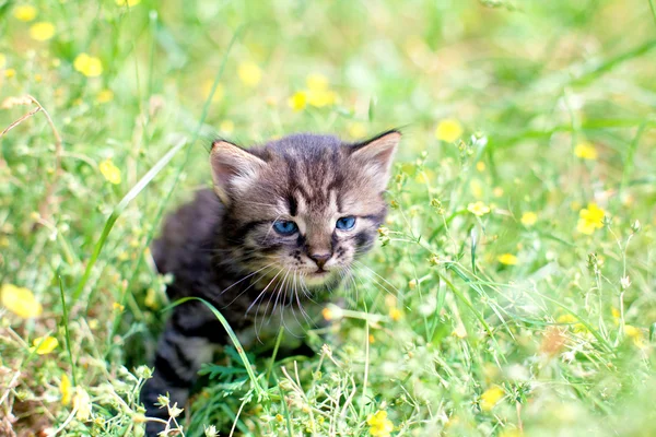 Çiçek alanında oturup küçük kedi yavrusu — Stok fotoğraf