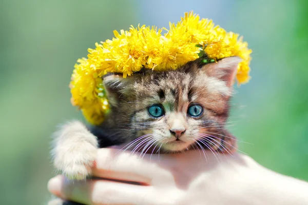 Cute little kitten crowned with a chaplet of dandelion in female hands — Stock Photo, Image