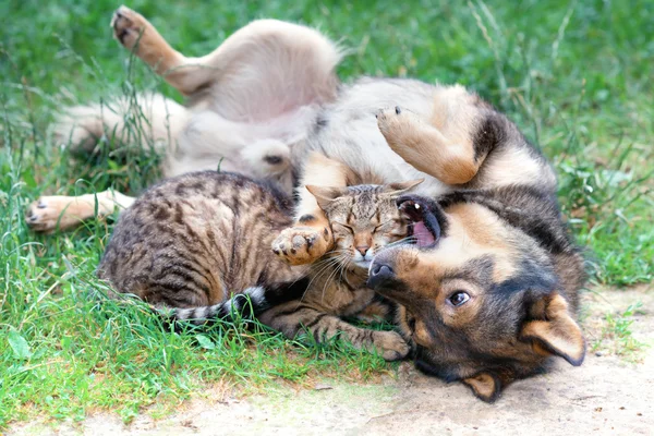 Köpek ve kedi çimenlerin üzerinde oynama — Stok fotoğraf